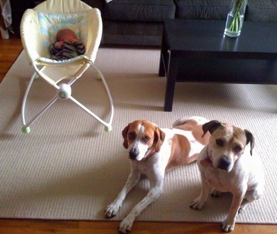 Two brown and white Dogs are laying and sitting on a rug in front of a baby in a cradle