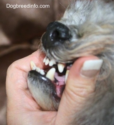 Close up - The left side of a grey with white dog's mouth. A person is exposing its teeth.