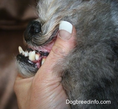 Close up - A person is exposing the severe underbite of a dogs teeth.