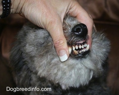 Close up - A person is exposing the teeth of a dog showing how its bottom teeth stick out further than its top teeth.