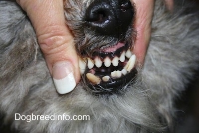 Close up - A person is showing the teeth of a dog. It has crooked teeth and its bottom row stick out further than its top.