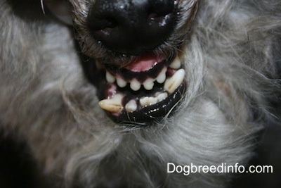 Close up - The underbite of a grey with white dog.