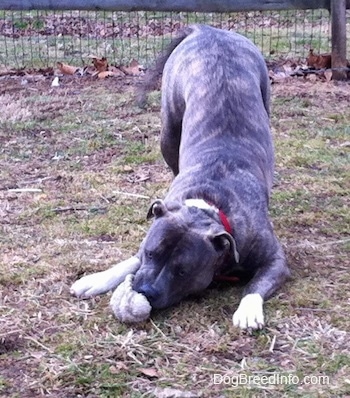 A blue-nose Pit Bull Terrier play bowing with a toy in his mouth