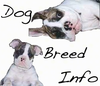 A logo that reads - Dog Breed Info - it has two pictures of Spike the Bulldog as a puppy on it.