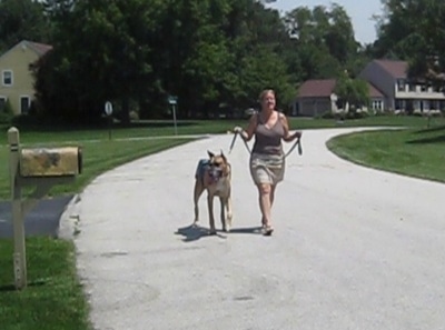 A tan with white Great Dane is being led on a walk down a street by a person.