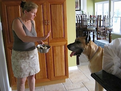 The left side of a tan with white Great Dane that is standing in front of a lady with her hand up and a food bowl in her other hand.