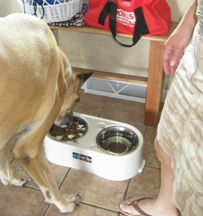 The back right side of a tan with white Great Dane that is eating food out of a food bowl.