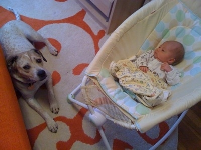 Top down view of a sleeping Baby in a cradle next to a dog who is laying on an orange and white rug