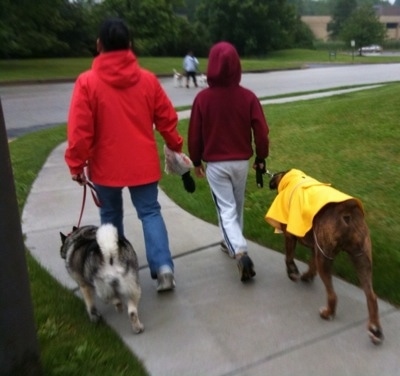 Bruno the Boxer wearing a yellow rain coat and Tia the Elkhound being led on a walk in the rain