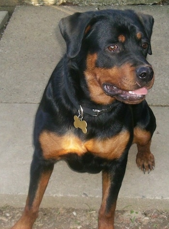A black with brown Rottweiler is sitting on a concrete step, it is looking to the right. Its mouth is open and its tongue is sticking out.