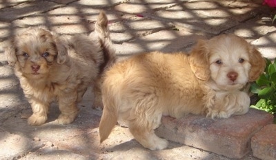 Two wavy-coated Doxie-Chons are standing outside on a brick porch. One is tan brindle and the other is tan and cream.