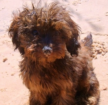 Bubba the Doxie Poo puppy is sitting on sand at a beach and there is sand on his nose.