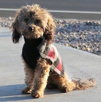 Bubba the brown and black Doxie Poo is wearing a black, red and white sweater while sitting on a sidewalk.