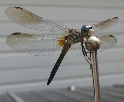 Close up - Dragonfly perched on a car antenna