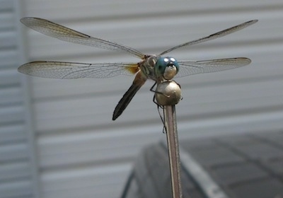 Close up - Dragonfly on an antenna