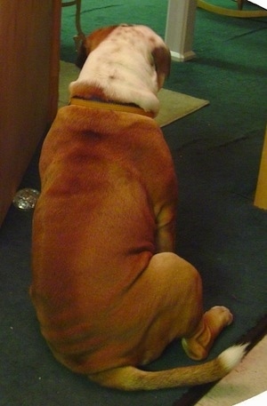 The brown and white backside of Amos Moses who is an English Bulldog and an American Bulldog mix. He is sitting on a green carpet.