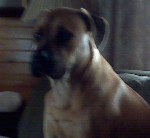 Close Up upper body shot - Gunner the Englian Mastiff is sitting in a couch and looking forward