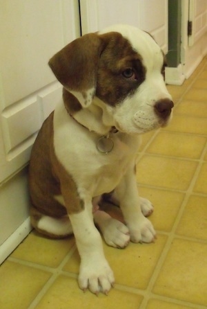 Remington the brown brindle and white English Bull Springer puppy is sitting against a white cabinet on a yellow tiled floor.
