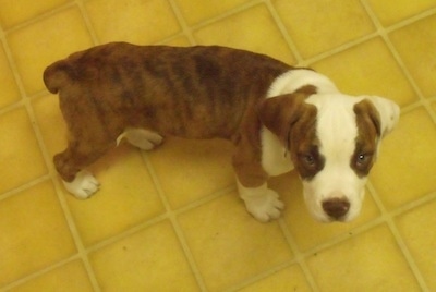 Remington the brown brindle and white English Bull Springer puppy is walking across a yellow tiled floor and looking up