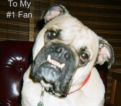 Close Up - Sir Bucksnort sitting on a leather couch and looking at the camera holder with its head tilted to the right and his bottom teeth sticking out in a big underbite with the Words 'To My #1 Fan' overlayed
