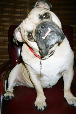 Sir Bucksnort sitting on a leather couch and looking at the camera holder with its head tilted to the left and his bottom teeth showing in a big underbite