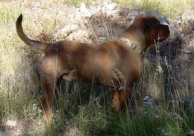 Maxwell Corneilus Von Hopper the brown English Bullweiler is standing in front of a large rock in tall grass.