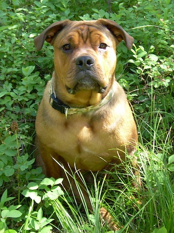 Maxwell Corneilus Von Hopper the brown English Bullweiler is sitting in tall grass and weeds and looking up