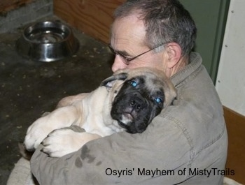 An English Mastiff puppy is laying in the arms of a man with its head on the man's shoulder.