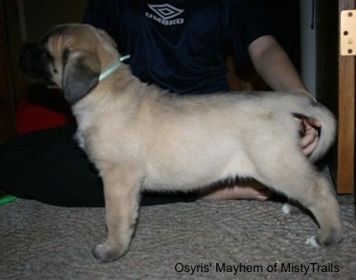 Left Profile - A tan with black English Mastiff puppy is standing on a carpeted table. There is a person behind it posing the puppy in a show stack.