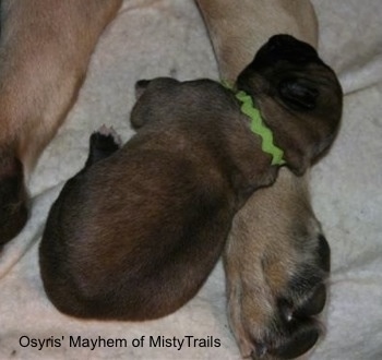 A tan with black newborn English Mastiff puppy is wearing a green shoe string around its neck and laying on the paw of a full sized English Mastiff.