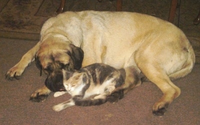 A large breed, tan English Mastiff dog is laying down next to a calico cat  with a coffee table behind them.