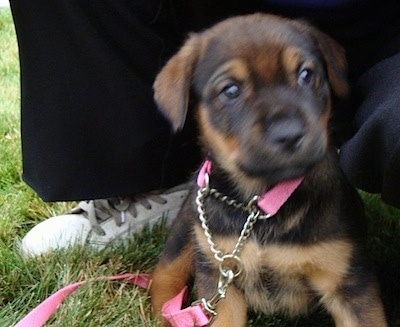 Aries the black and tan English Mastweiler puppy is wearing a pink collar and leash sitting outside in a grass with a person kneeling behind her.