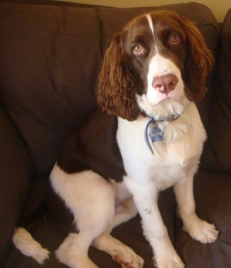 Harry the brown and white English Springer Spaniel is sitting on a couch and looking up