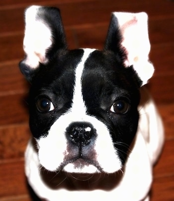 Close Up - A black and white Frenchton puppy is sitting on a hardwood floor and looking up. Both of its ears are up.