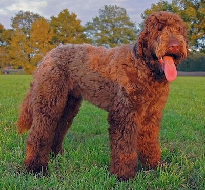 Kenzo the brown wavy-coated Flandoodle is standing outside in a field and it is looking forward. Its mouth is open and its tongue is out. There are trees in the distance.