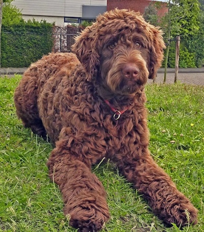 Kenzo the brown wavy-coated Flandoodle is laying in a field. There is a sidewalk and a building behind him.