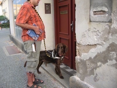 A Flat-Coated Retriever dog is standing in front of a door of a building and there is a person in an orange shirt behind it