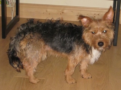 A black and tan with white Fourche Terrier is standing in front of a table. One of its ears is partially flopped over
