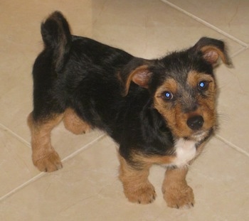 A tan, black and white Fourche Terrier puppy is standing on a tan tiled floor with its head tilted to the left
