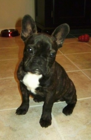 A black with a white chested French Bulldog puppy is sitting on a tan tiled floor. There is a red Kong toy and a food dish behind it.