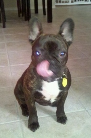 A black with white French Bulldog is sitting on a white tiled floor licking its nose