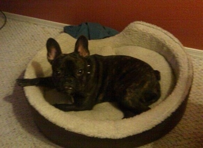 A black French Bulldog is laying in a dog bed and looking up