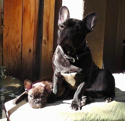A black with white French Bulldog is sitting next to a French Bulldog puppy that is laying down on top of an ottoman inside of a house with wood walls behind them.