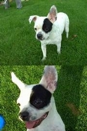 Top Photo - Sita the French Bulloxer is standing in grass with one ear flopped down and another ear flopped up. Bottom Photo Close Up - Sita the French Bulloxer is on her back in a field and both large ears are up. Her mouth is open and tongue is out
