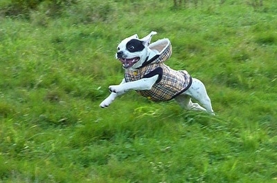 Action shot - Sita the French Bulloxer is wearing a tan plaid hoodie and jumping through a large amount of grass. Its mouth is open and tongue is out