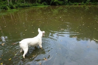Sita the white with black French Bulloxer is standing in a body of water and looking at a ripple