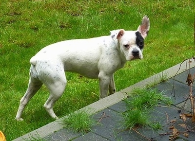 Sita the white with black French Bulloxer is standing in grass next to a flagstone patio.
