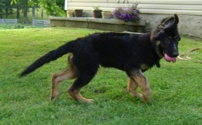 A black with tan German Shepherd puppy has a pink ball in its mouth and is running around a yard in front of a house.