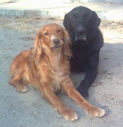 A red Springer Spaniel/Cocker Spaniel is laying next to a black Labrador Retriever outside in dirt.