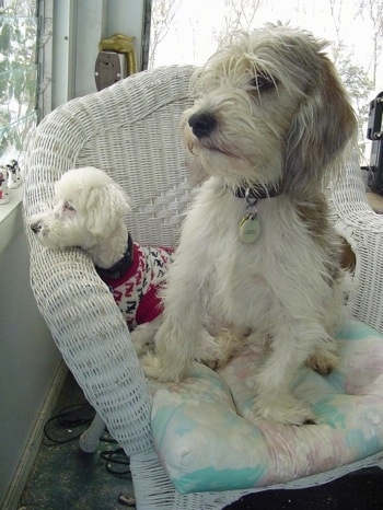 A little white Bichon dog is wearing a red, white and black sweater with its head on the side of a wicker chair with a larger Petit Basset Griffon Vendeen dog sitting on the chair next to it.